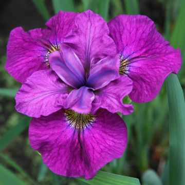 Iris Sibirica See Ya Later