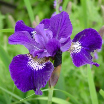 Iris Sibirica Shirley Pope Iris Sibirica Shirley Pope