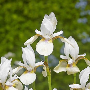 Iris Sibirica Snow Prince Iris Sibirica Snow Prince
