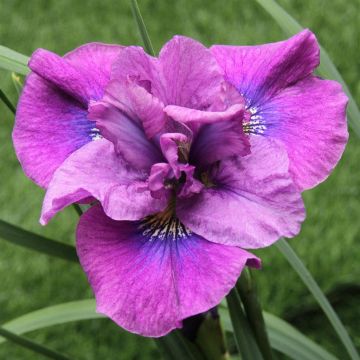 Iris Sibirica Spindazzle
