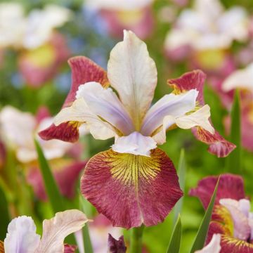 Iris sibirica Sugar Rush Iris sibirica Sugar Rush