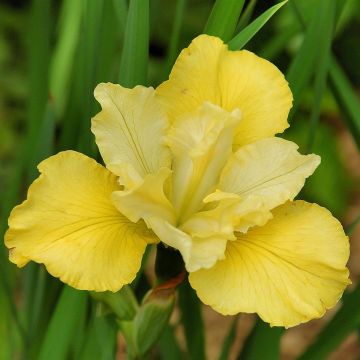Iris Sibirica Summer Revels