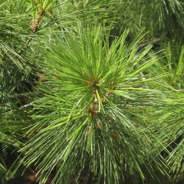 Pinus strobus v2 Pinus strobus v2