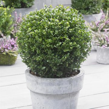 Ilex crenata