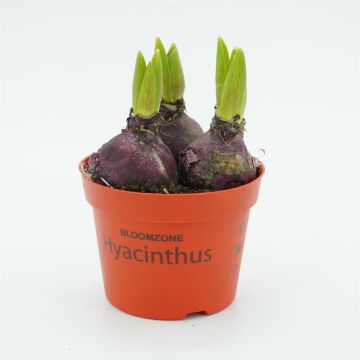 Rode Hyacinthen op pot x 3