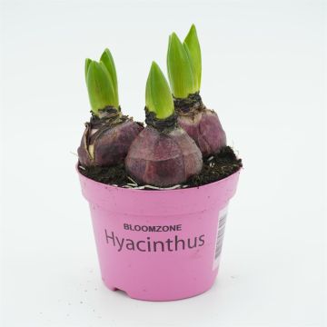 Roze Hyacinthen op pot x 3