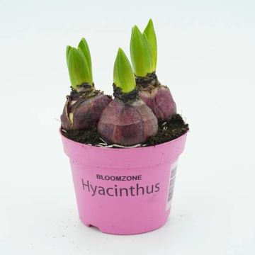 Roze Hyacinthen op pot x 3
