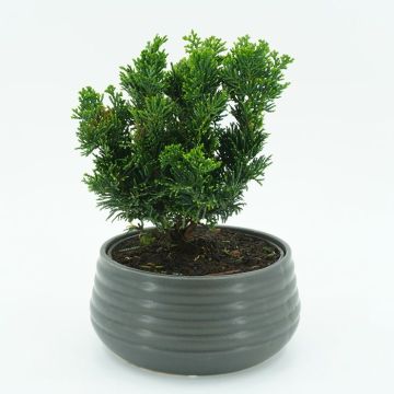 Bonsai Conifer Chameacyparis 19cm