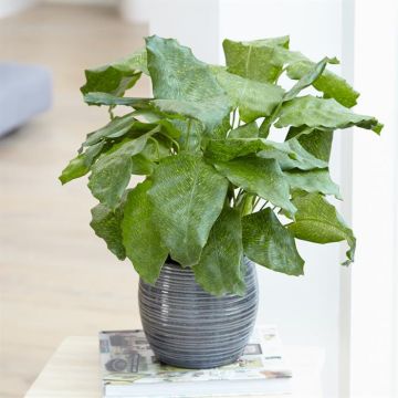 Calathea Network
