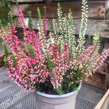 calluna twin