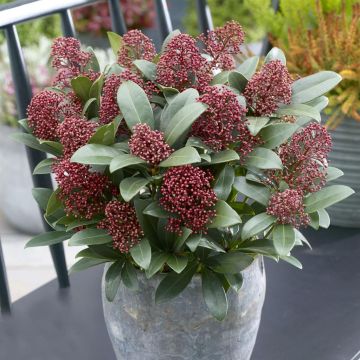 skimmia visi155940