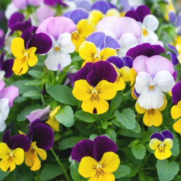 viola cornuta visi184104 viola cornuta visi184104
