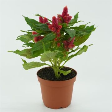 Celosia Oranje Roze