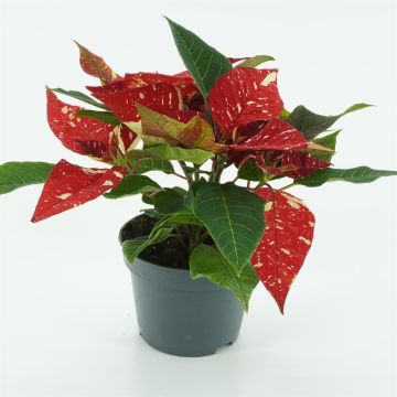 Euphorbia pulcherrima Rood met wite vlekken