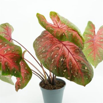 Caladium Roze Groen