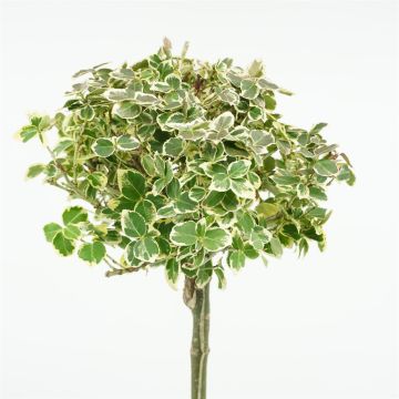 Euyonimus stam 90cm closeup Euyonimus stam 90cm closeup