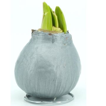 Silver waxed Amaryllis with metal base