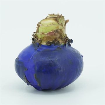 Blue waxed Amaryllis bulb