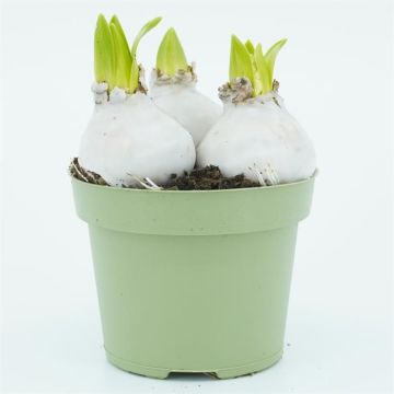 White wax Hyacinth x3