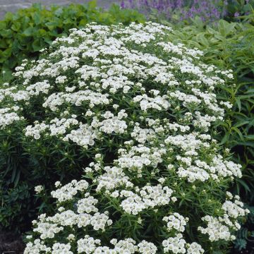 Achillea ptarmica Nana Compacta Achillea ptarmica Nana Compacta