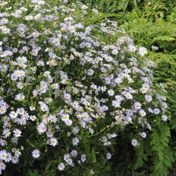 Kalimeris incisa Blue Star