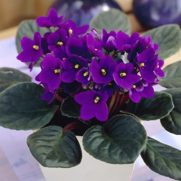 Saintpaulia violet