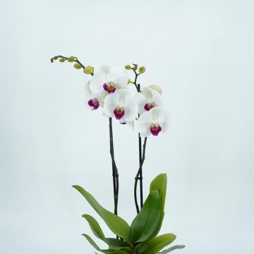 Phalaenopsis white with red heart Phalaenopsis white with red heart