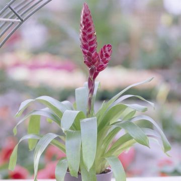 Vriesea Pink