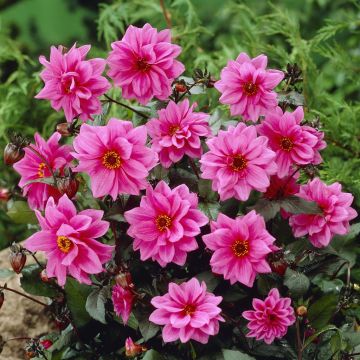 Dahlia Fascination