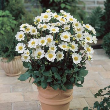 Dahlia topmix White Dahlia topmix White