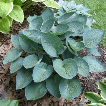 Hosta Blue Vision Hosta Blue Vision