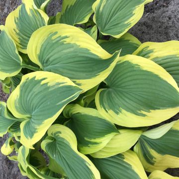 Hosta Broad Band (1)