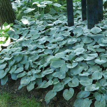 Hosta Buckshaw Blue Hosta Buckshaw Blue