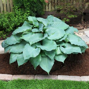 Hosta Moonlight Sonata Hosta Moonlight Sonata