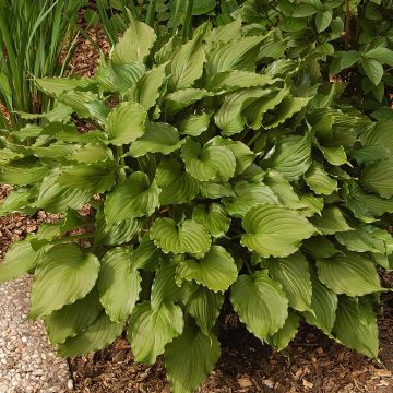Hosta Stirfry Hosta Stirfry