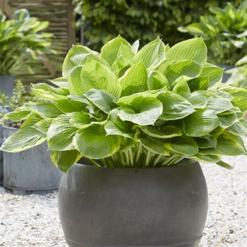 Hosta Tropicana 1