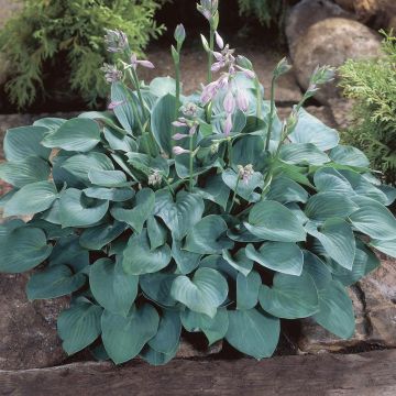 Hosta Blue Cadet Hosta Blue Cadet