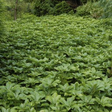 Pachysandra terminalis (Green Sheen)
