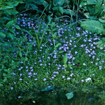 Mazus reptans