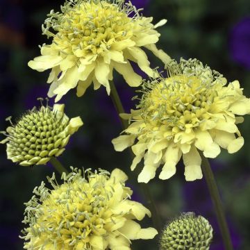 Scabiosa ochroleuca