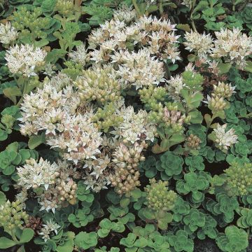 Sedum spurium Album Sedum spurium Album