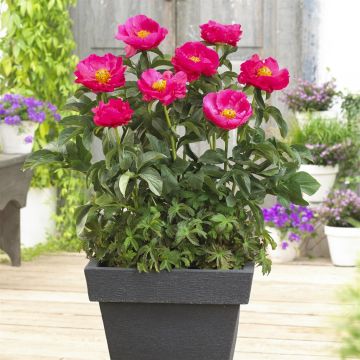 Paeonia Paula Fay Paeonia Paula Fay