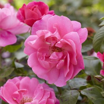Rosa Speel Rose (Floribunda Pink) Rosa Speel Rose (Floribunda Pink)