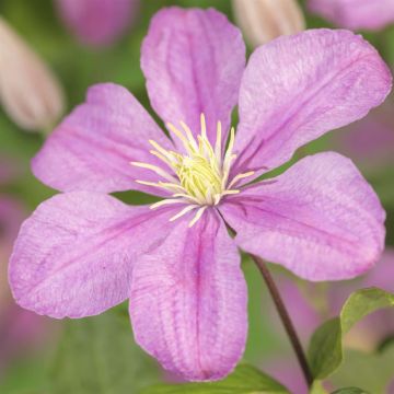 K101.01705 Clematis 'Comtes de Bouchaud'