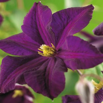 K101.15305 Clematis 'Romantika
