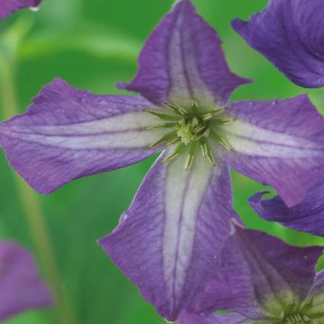 K101.37105 Clematis viticella K101.37105 Clematis viticella