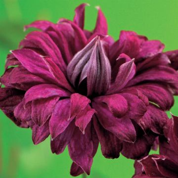 K101.39105 Clematis vit. 'Purp. P. Elegans'