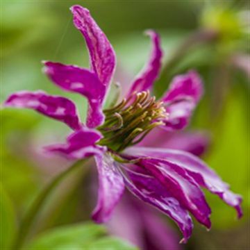 K39305 - Clematis Vit. 'Rosaly K39305 - Clematis Vit. 'Rosaly