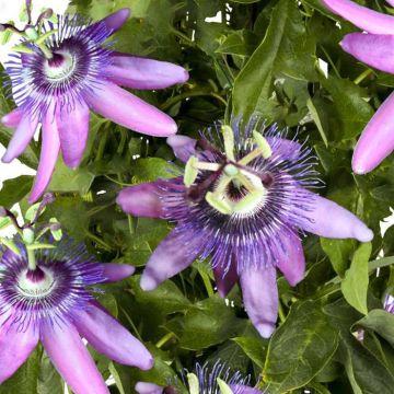 K74610   Passiflora 'Betty Miles Young'
