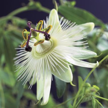 K74905   Passiflora 'Constance Elliott'